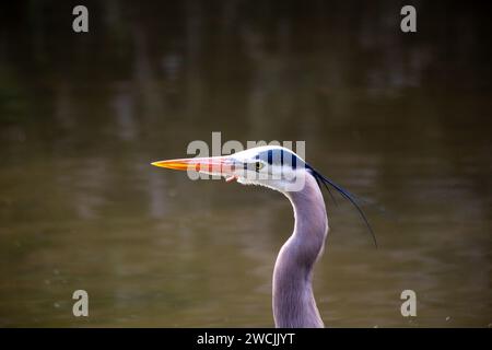 Nel cuore di San Francisco, un maestoso Great Blue Heron abbellisce Heron's Head Park. Con la sua maestosa statura, questo abitante aviario aggiunge un fascino regale Foto Stock