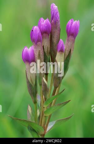 Field Gentian / Felwort (Gentianella campestris), Growing in croftland Meadow, Sutherland, Scozia, luglio 2003 Foto Stock