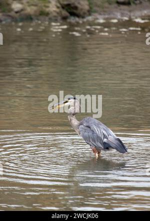 Nel cuore di San Francisco, un maestoso Great Blue Heron abbellisce Heron's Head Park. Con la sua maestosa statura, questo abitante aviario aggiunge un fascino regale Foto Stock