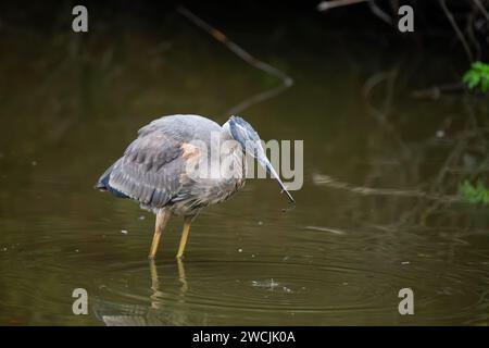 Nel cuore di San Francisco, un maestoso Great Blue Heron abbellisce Heron's Head Park. Con la sua maestosa statura, questo abitante aviario aggiunge un fascino regale Foto Stock