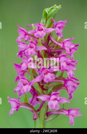 Ravvicinato di un singolo picco di fiori, uno di un gruppo di orchidee che crescono in prato sulle paludi RSPB Insh Foto Stock