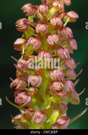 Orchidea rana (Dactylorhiza viridis) primo piano del picco di fiori di piante coltivate sulle praterie di macchia costiera della riserva naturale RSPB di Balranald Foto Stock