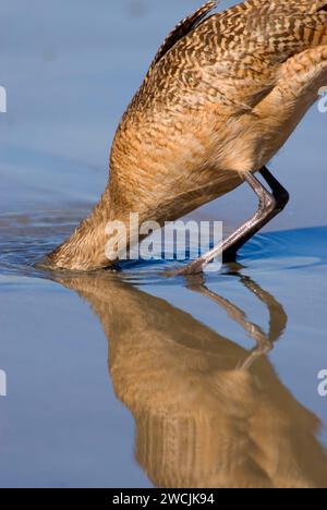 Godwit in marmo, La Jolla Shores, La Jolla, California Foto Stock