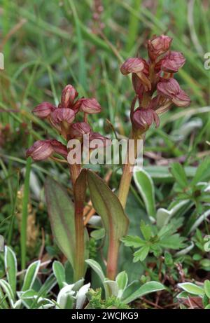 Frog Orchis (Dactylorhiza viridis) cresce su prati costieri a Kilmory Bay, Isle of Rum National Nature Reserve, Ebridi interne, Scozia, luglio Foto Stock