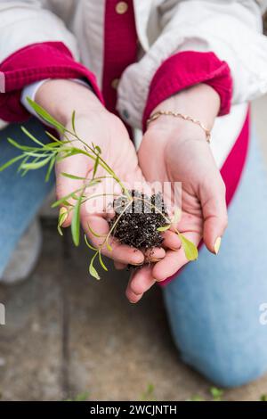 Donna che trapianta e tiene in mano la piantina di fiori nel suolo Foto Stock