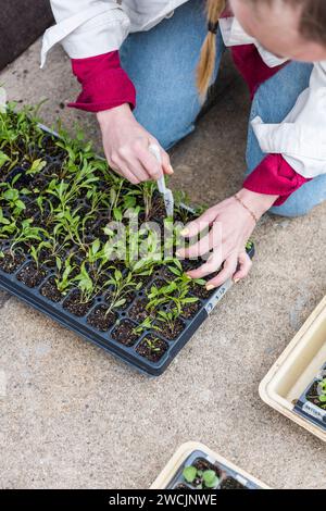 Donna che trapianta piantine di fiori colorati coltivate in un vassoio Foto Stock