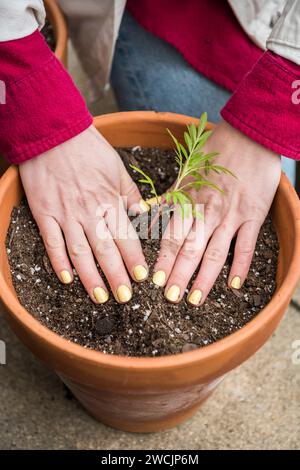 Donna che trapianta piantine di fiori di tintura in un vaso di argilla Foto Stock