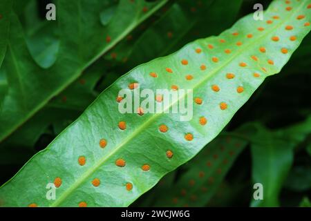 Primo piano degli Orange spore Clusters chiamati Sori sulla parte inferiore del Microsorum Scolopendria o Wart Fern's Leaf Foto Stock