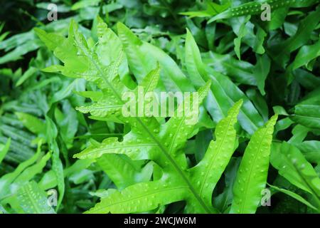 Superficie superiore di Lauaa'e Ferns o Microsorum Scolopendria della Vibrant Green Leaf Foto Stock