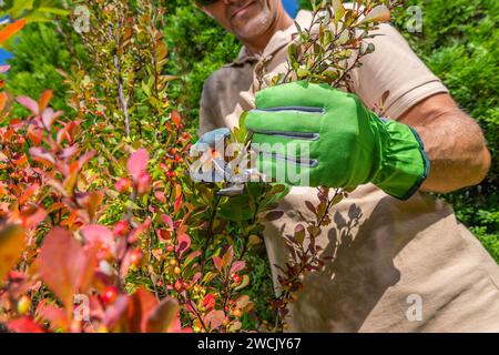 Il giardiniere caucasico che taglia e modella i rami del giardino del cortile da vicino. Manutenzione stagionale Foto Stock