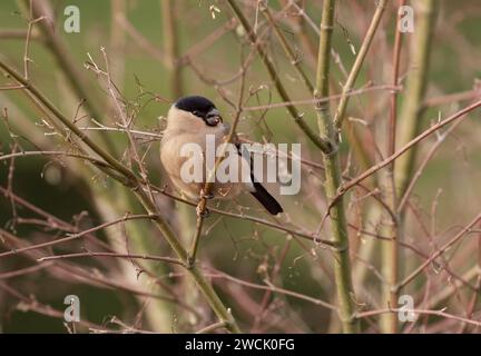Una singola femmina di bullfinch UK (Pyrrhula pyrrrhula) che si nutre dei semi di un albero acer in inverno. Foto Stock