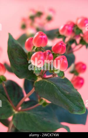 Bouquet di fioritura St John's wart nell'appartamento di New York City vicino a un muro rosa, 2024 NYC, USA Foto Stock