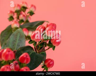 Bouquet di fioritura St John's wart nell'appartamento di New York City vicino a un muro rosa, 2024 NYC, USA Foto Stock