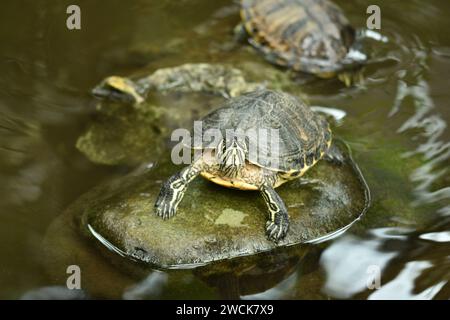 Immagine macro di tartarughe che nuotano nello stagno Foto Stock