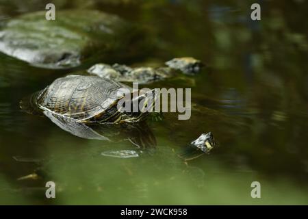 Immagine macro di tartarughe che nuotano nello stagno Foto Stock