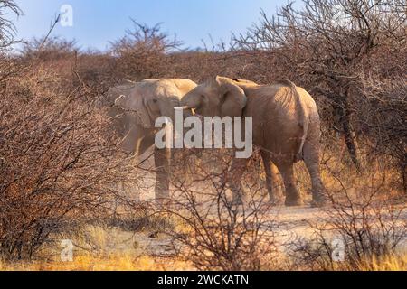 Elefanti maschi giovanili si rifanno la mattina presto in una riserva di caccia nella Namibia centrale. Foto Stock