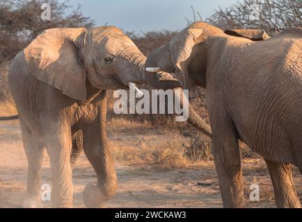 Elefanti maschi giovanili si rifanno la mattina presto in una riserva di caccia nella Namibia centrale. Foto Stock