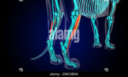 Peroneus longus muscolo leone anatomia muscolare per il concetto medico illustrazione 3D. Foto Stock