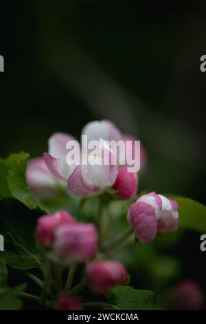 Rosa chiaro rose selvatiche in una foresta in Finlandia. Primo piano di alcune gocce d'acqua sui petali. Foto Stock