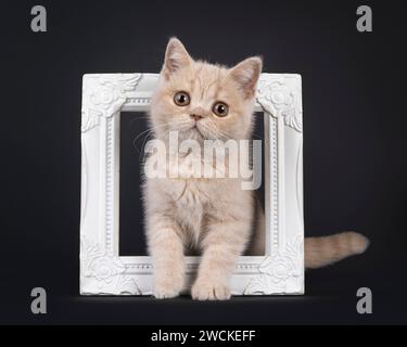 Grazioso gattino britannico Shorthair, in piedi su una cornice bianca. Guardando la fotocamera. Isolato su sfondo nero. Foto Stock