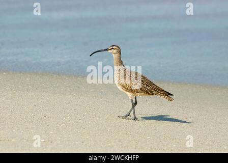 Whimbrel, Ellen Browning Scripps Marine Park, La Jolla, California Foto Stock