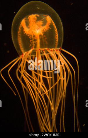 Bell Jelly (Polyorchis penicillatus), Scripps Aquarium, La Jolla, California Foto Stock