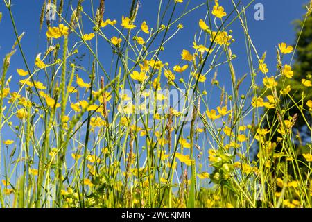 Vista ad angolo ridotto di Un prato di fiori di Devon all'inizio dell'estate con scogliere di prato (Ranunculus acris) e prati. Foto Stock