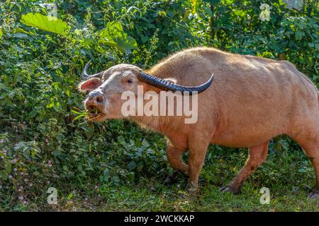 Bufali d'acqua addomesticati che pascolano nella giungla in una zona montuosa del Laos Foto Stock