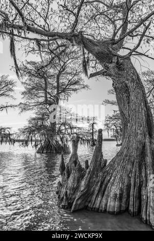 Muschio spagnolo su cipressi calvi di vecchia crescita al tramonto nel lago Dauterive nel bacino di Atchafalaya in Louisiana. Foto Stock