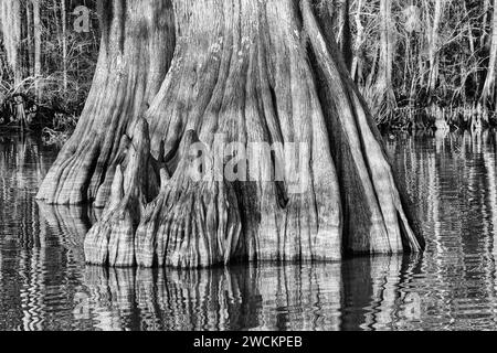 Un tronco di cipresso calvo di vecchia crescita con ginocchia di cipresso nel lago Dauterive nel bacino Atchafalaya o palude in Louisiana. Foto Stock