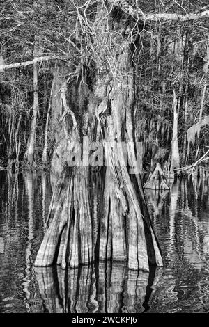 Un tronco di cipresso calvo vecchio sviluppo nel lago Dauterive nel bacino Atchafalaya o palude in Louisiana. Foto Stock