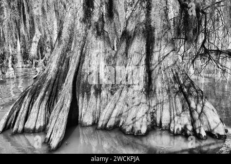 Primo piano di un tronco di cipresso calvo vecchio sviluppo nel lago Dauterive nel bacino Atchafalaya o palude in Louisiana. Foto Stock