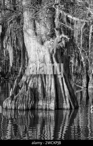 Un tronco di cipresso calvo di vecchia crescita con ginocchia di cipresso nel lago Dauterive nel bacino Atchafalaya o palude in Louisiana. Foto Stock