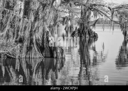 Ginocchia cipressi e cipressi calvi di vecchia crescita nel lago Dauterive nel bacino Atchafalaya o palude in Louisiana. Foto Stock