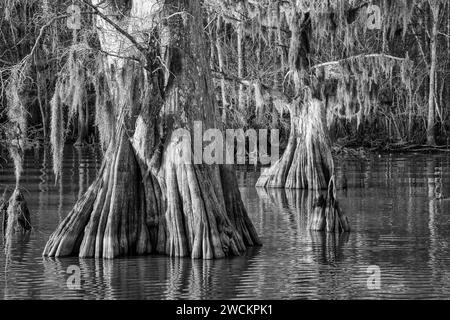 I cipressi calvi del lago Dauterive, ricoperti di muschio spagnolo, nel bacino di Atchafalaya o nella palude della Louisiana. Foto Stock