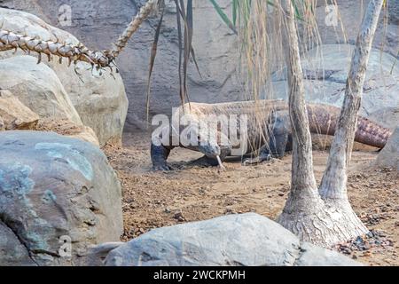 Denver, Colorado - Un drago di Komodo (Varanus komodoensis) allo zoo di Denver. Il drago di Komodo è la lucertola più grande del mondo; è originario di Indo Foto Stock