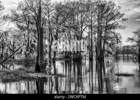 Luce dell'alba su cipressi calvi drappeggiati con muschio spagnolo in un lago nel bacino di Atchafalaya in Louisiana. Il Giacinto d'acqua invasivo copre l'alga Foto Stock