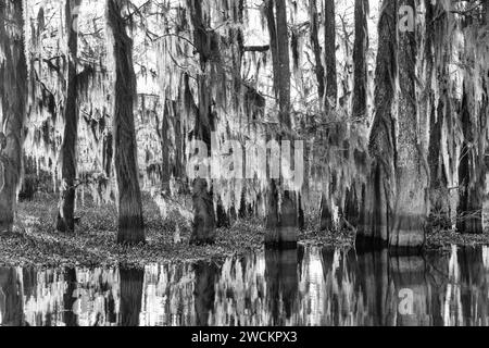 Cipressi calvi drappeggiati con muschio spagnolo in un lago nel bacino di Atchafalaya in Louisiana. Il Giacinto d'acqua invasivo copre l'acqua. Foto Stock