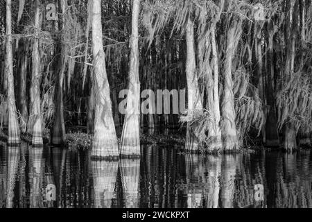Luce dell'alba su cipressi calvi drappeggiati con muschio spagnolo riflesso in un lago nel bacino di Atchafalaya in Louisiana. Foto Stock