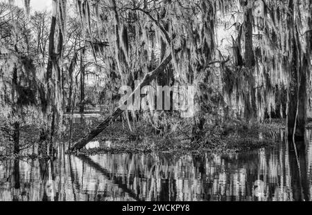 Luce dell'alba su cipressi calvi drappeggiati con muschio spagnolo in un lago nel bacino di Atchafalaya in Louisiana. Il Giacinto d'acqua invasivo copre l'alga Foto Stock