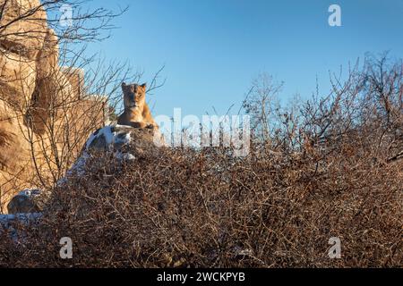 Denver, Colorado - un leone africano (Panthera leo melanochaita) allo zoo di Denver. Foto Stock