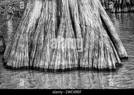 Primo piano di un tronco di cipresso calvo vecchio sviluppo nel lago Dauterive nel bacino Atchafalaya o palude in Louisiana. Foto Stock