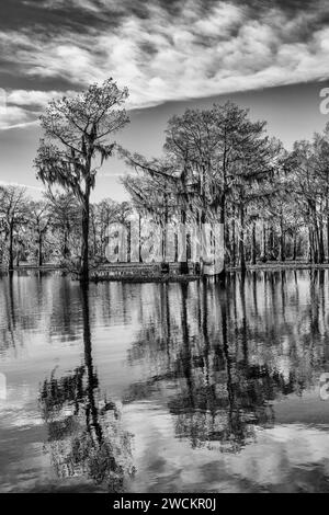 Cipressi calvi drappeggiati con muschio spagnolo riflessi in un lago nel bacino di Atchafalaya in Louisiana. Il Giacinto d'acqua invasivo copre l'acqua. Foto Stock