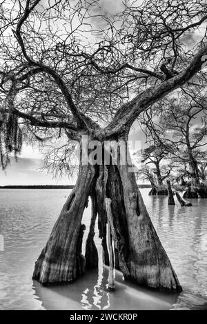 Tronco frastagliato di un cipresso calvo vecchio sviluppo nel lago Dauterive nel bacino Atchafalaya o palude in Louisiana. Foto Stock