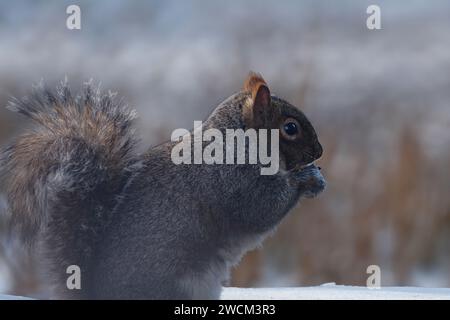 Uno scoiattolo carino che si gusta uno spuntino nella neve e si mangia qualcosa Foto Stock