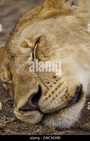 giovane leone maschio nella savana africana, riposa, faccia, primo piano Foto Stock