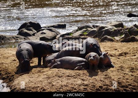 famiglia hippo, riposa sulla riva, sul fiume Foto Stock