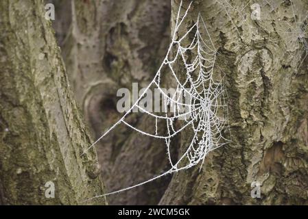 White Frost-Covered Spider's Web posizionato tra Two Tree Trunks, scattato in inverno in una riserva naturale dello Staffordshire, Inghilterra, Regno Unito Foto Stock