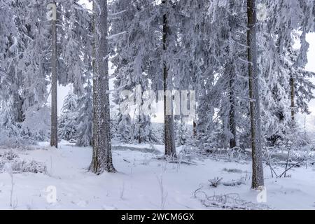 Schnee und Eis im Taunus die Landschaft rund um den großen Feldberg im Taunus ist winterlich bei Frost, Schnee und Raureif. für den morgigen Tag warnt der DWD vor Unwetter durch Eisregen mit Glatteis und starken Schneefall in Teilen von Hessen und Deutschland., Schmitten Hessen Deutschland *** neve e ghiaccio nel Taunus il paesaggio intorno al Großer Feldberg nel Taunus è ventoso con gelo, neve e hoarfrost per domani, il DWD avverte di condizioni meteorologiche avverse dovute a pioggia ghiacciata con ghiaccio nero e forti nevicate in alcune parti dell'Assia e della Germania, Schmitten Assia Germania Foto Stock