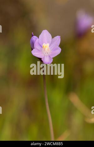 Dicks blu (Dichelostemma capitatum), Sacramento ansa del fiume Area di fondamentale interesse ambientale, California Foto Stock